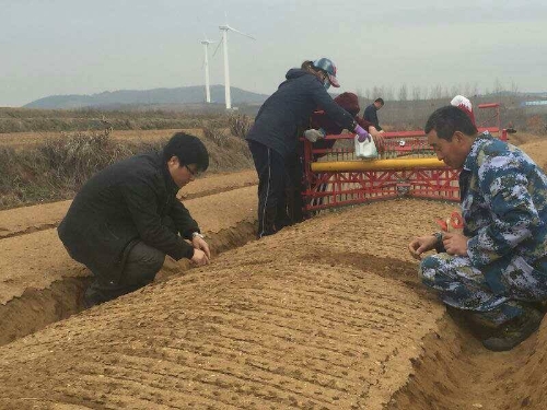 西洋参最新种植技术_西洋参种植技术条件_西洋种植参最新技术研究