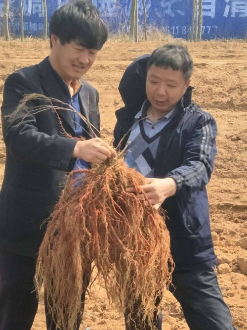 西洋参种植技术条件_西洋种植参最新技术研究_西洋参最新种植技术