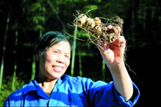 萝卜种植效益怎样_萝卜致富种植方法图片_萝卜种植致富方法