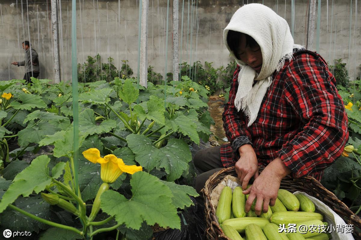 养殖温床技术要求_温床养殖技术_温床养猪技术视频播放