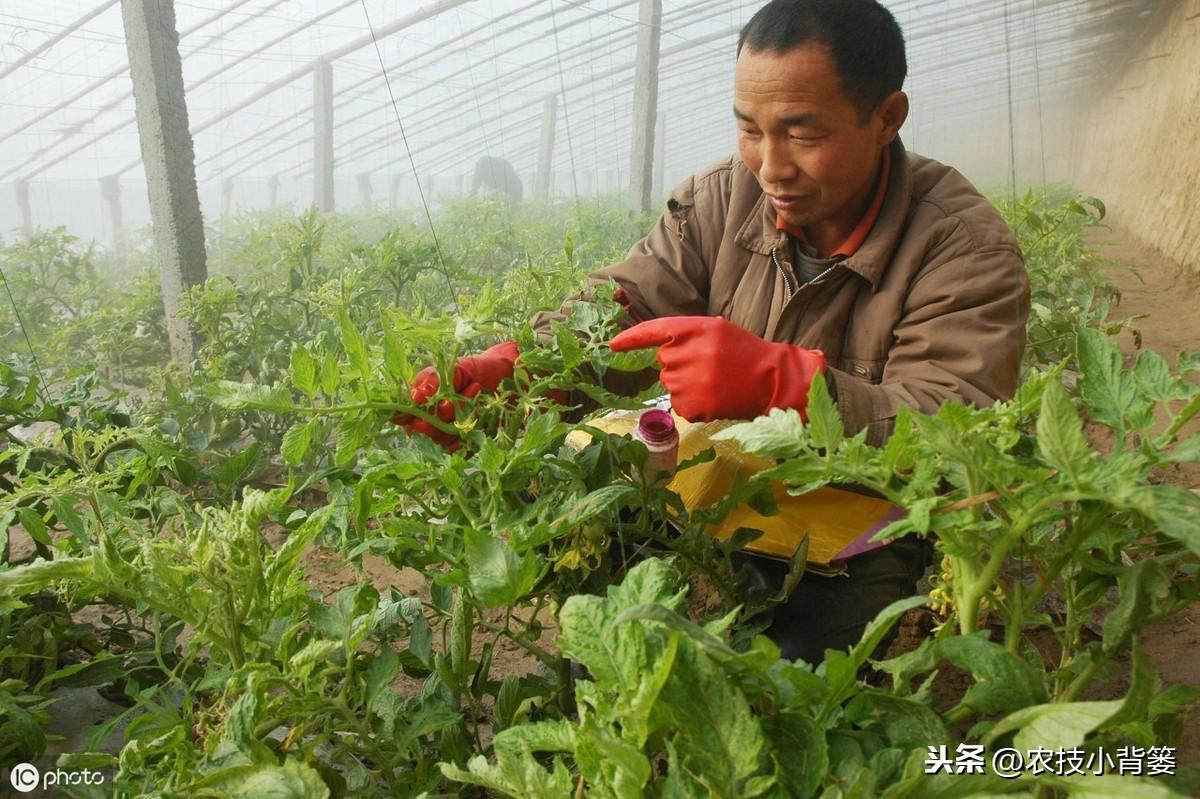 养殖温床技术要求_温床养殖技术_温床养猪技术视频播放