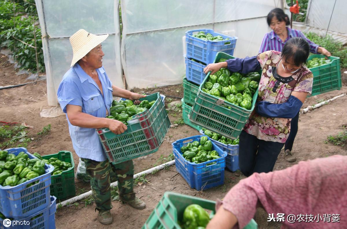 温床养猪技术视频播放_养殖温床技术要求_温床养殖技术