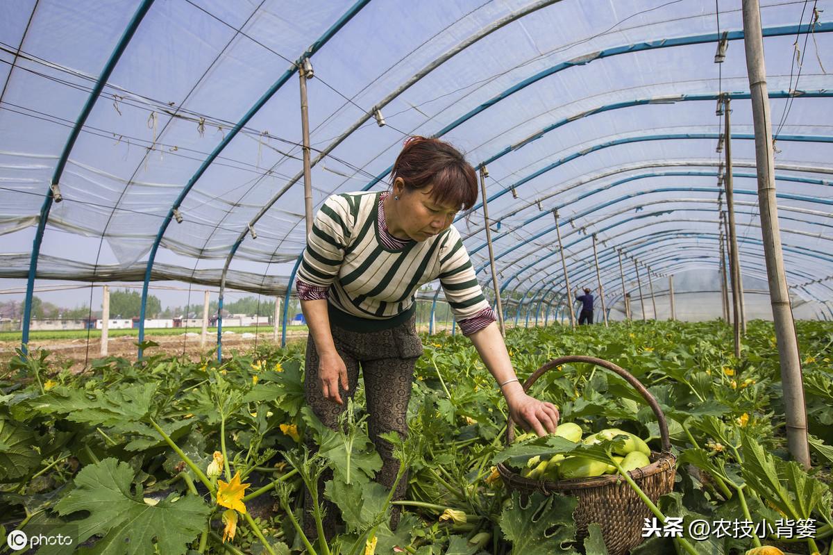 温床养猪技术视频播放_温床养殖技术_养殖温床技术要求