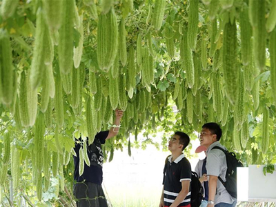 凤尾菇种子在哪里买