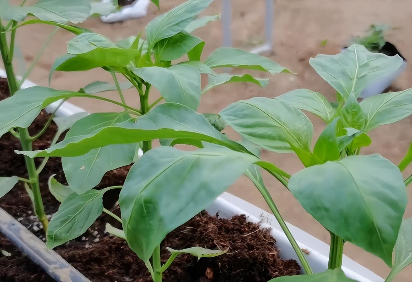 闷棚太麻烦？换成无土栽培，种植蔬菜产量高，而且没有重茬