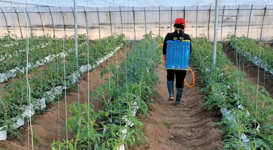 盆栽甜瓜种植技术视频_花盆种植甜瓜_盆栽甜瓜怎么种植方法