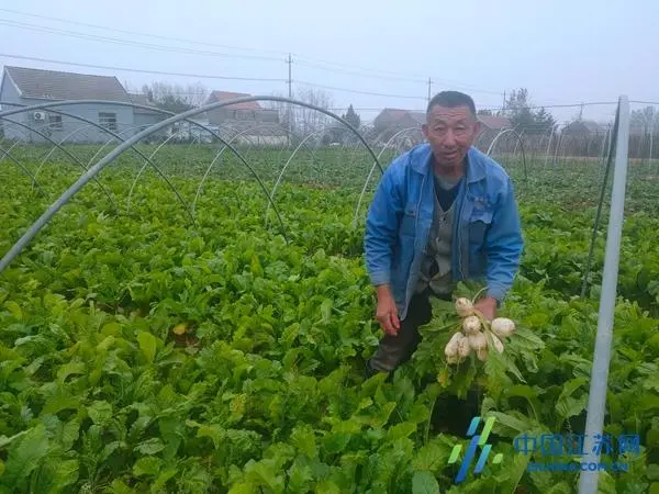 萝卜的高效种植技术_萝卜致富种植方法图片_萝卜种植致富方法