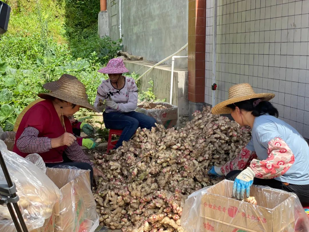 农村生姜栽培种植技术_致富经生姜种植技术视频_农村生姜种植致富