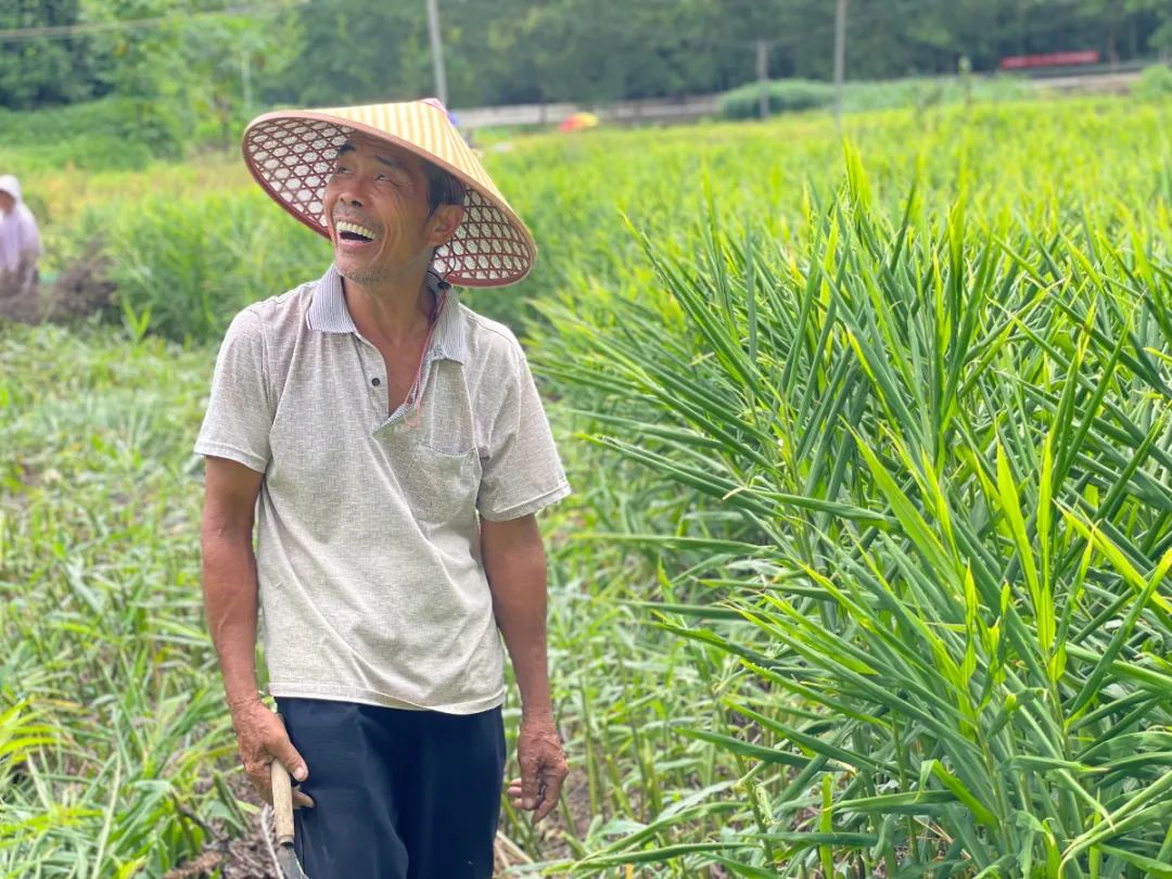 致富经生姜种植技术视频_农村生姜种植致富_农村生姜栽培种植技术