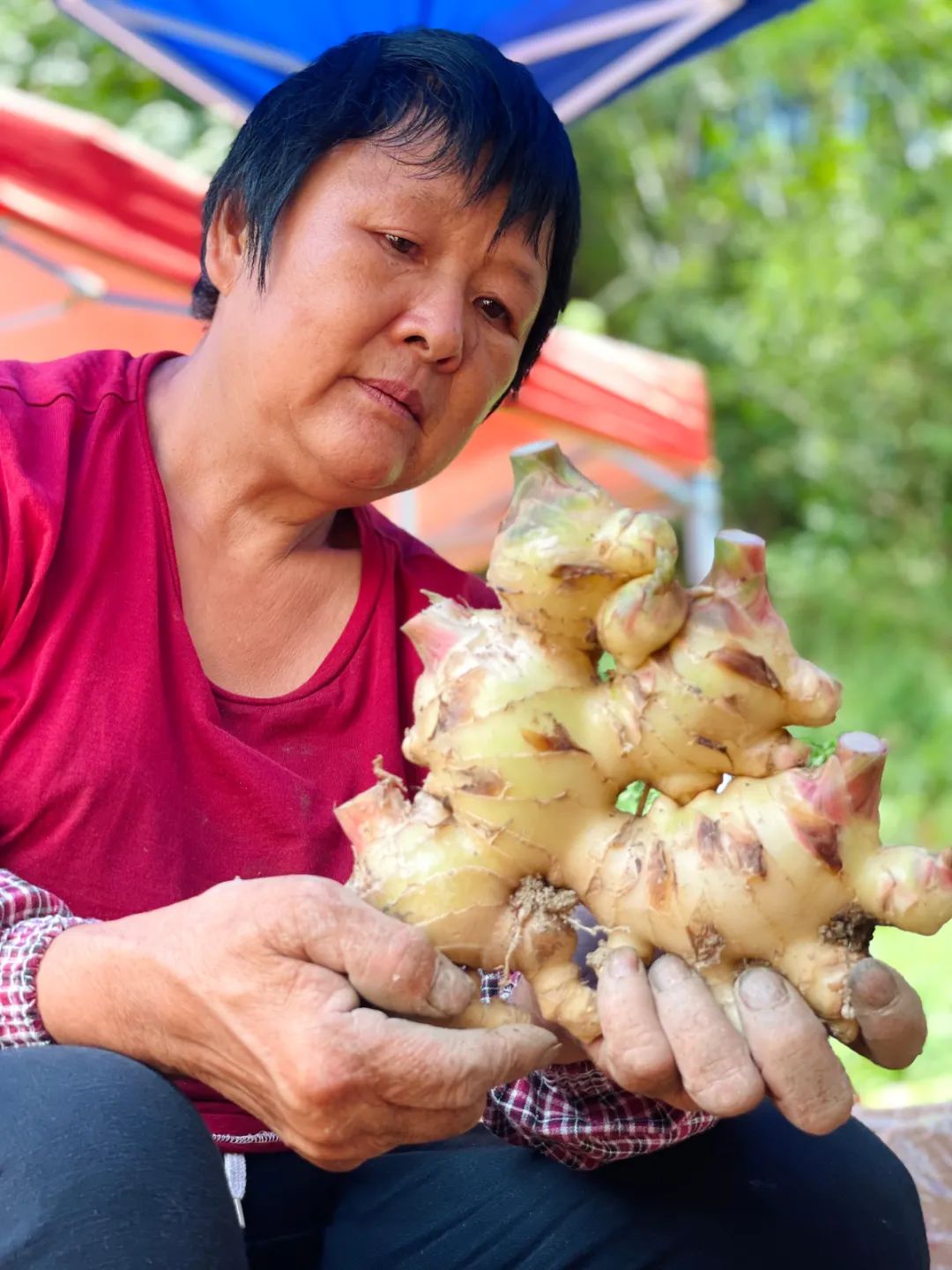 农村生姜栽培种植技术_致富经生姜种植技术视频_农村生姜种植致富