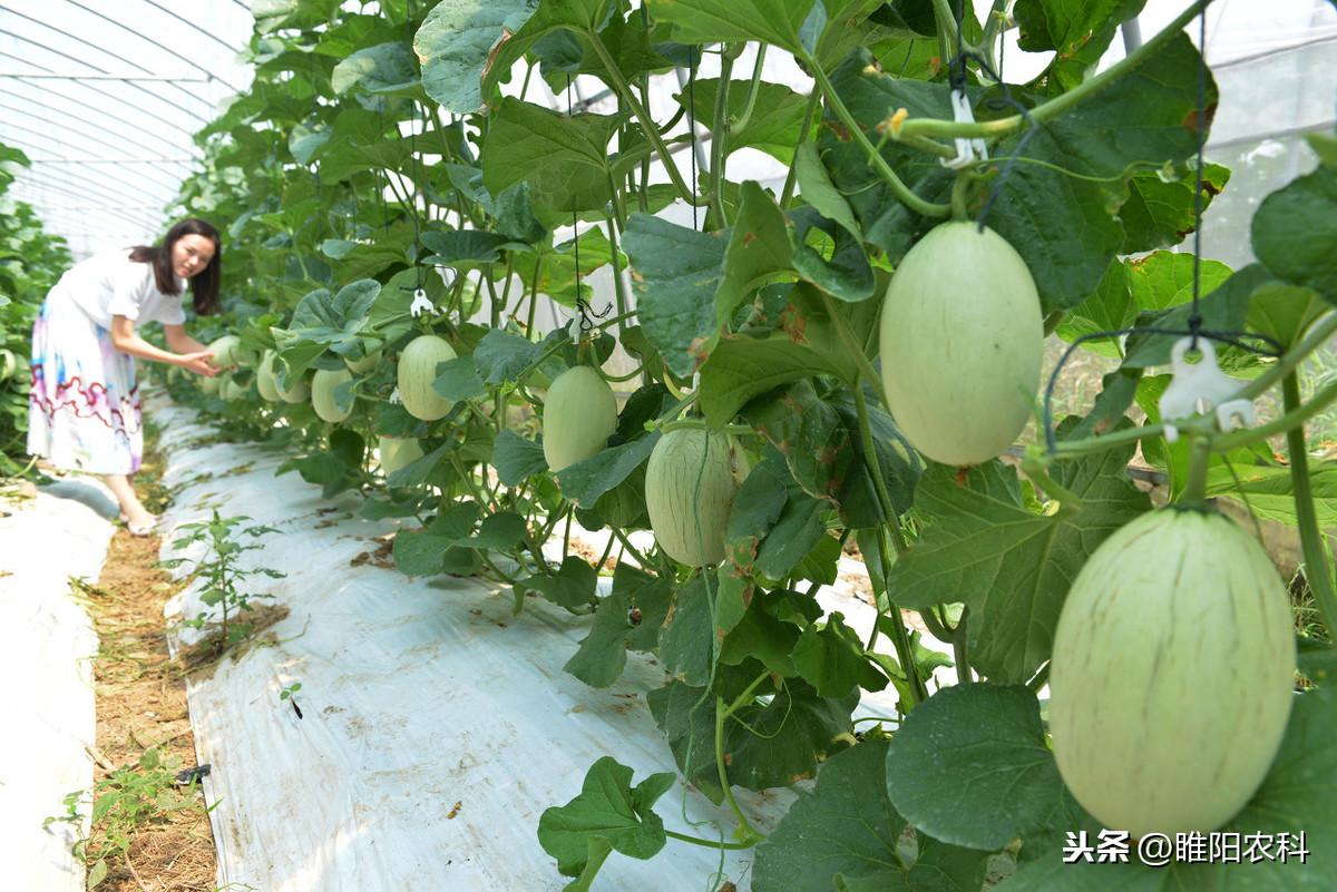 花盆种植甜瓜_盆栽甜瓜种植技术视频_视频盆栽种植甜瓜技术教程