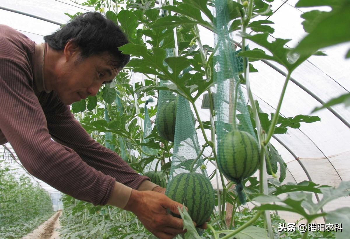 视频盆栽种植甜瓜技术教程_花盆种植甜瓜_盆栽甜瓜种植技术视频