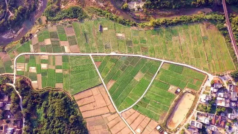 种植鸡骨草图片大全_种植鸡骨草经济效益_因种植鸡骨草致富的人