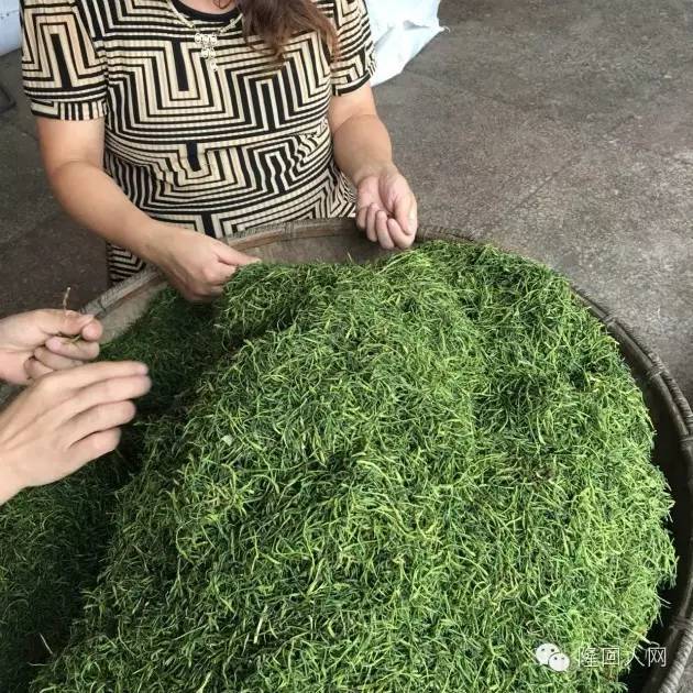 因种植鸡骨草致富的人_种植鸡骨草图片大全_种植鸡骨草的技术视频