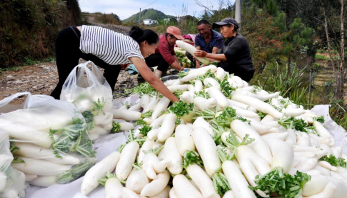 萝卜致富种植方法图片_萝卜种植效益怎样_萝卜种植致富方法