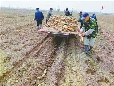 浅水莲藕种植 敲开居民“致富门”