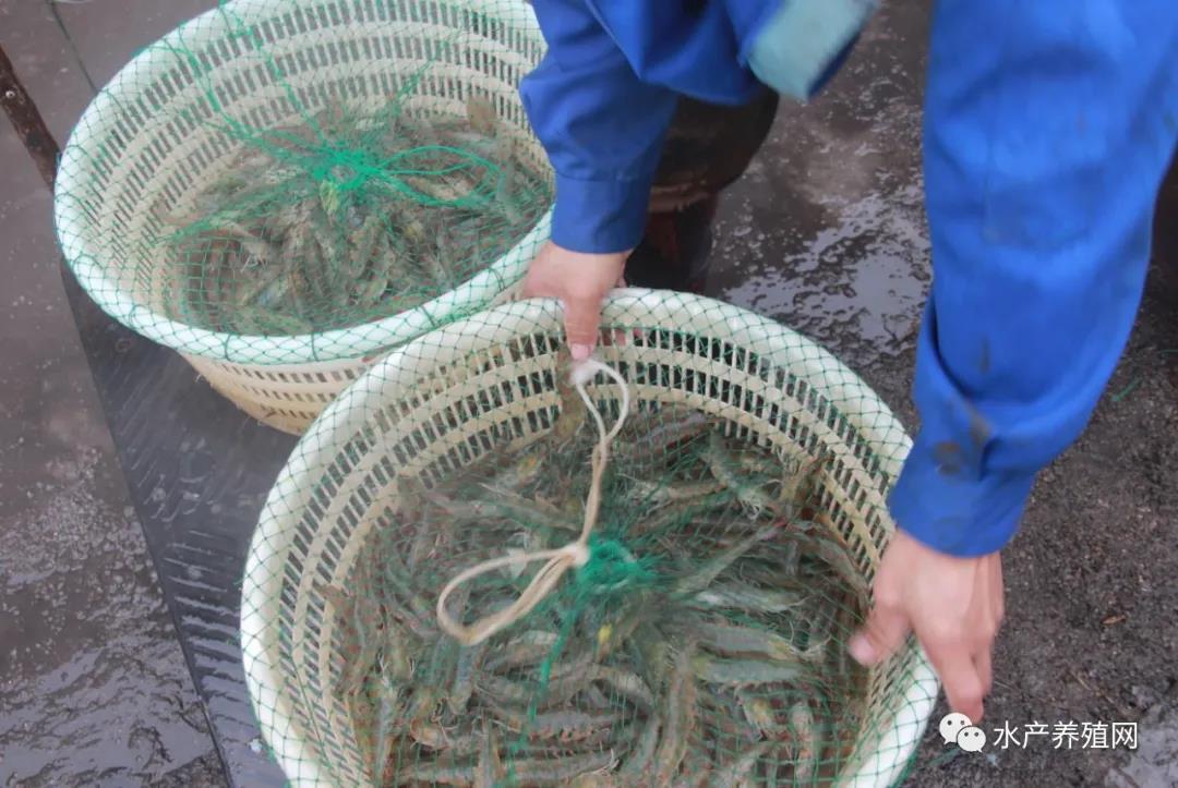 海南养猪怎么样_海南养殖猪技术_海南养猪有什么优势