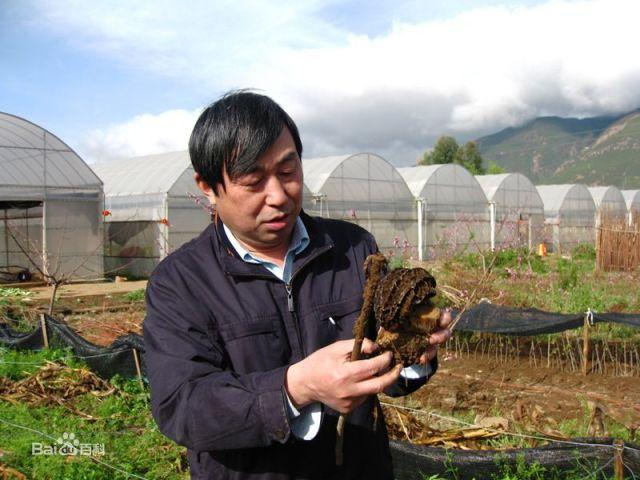 猴头菇怎么养殖技术_猴头菇养植技术_猴头菇的养殖技术