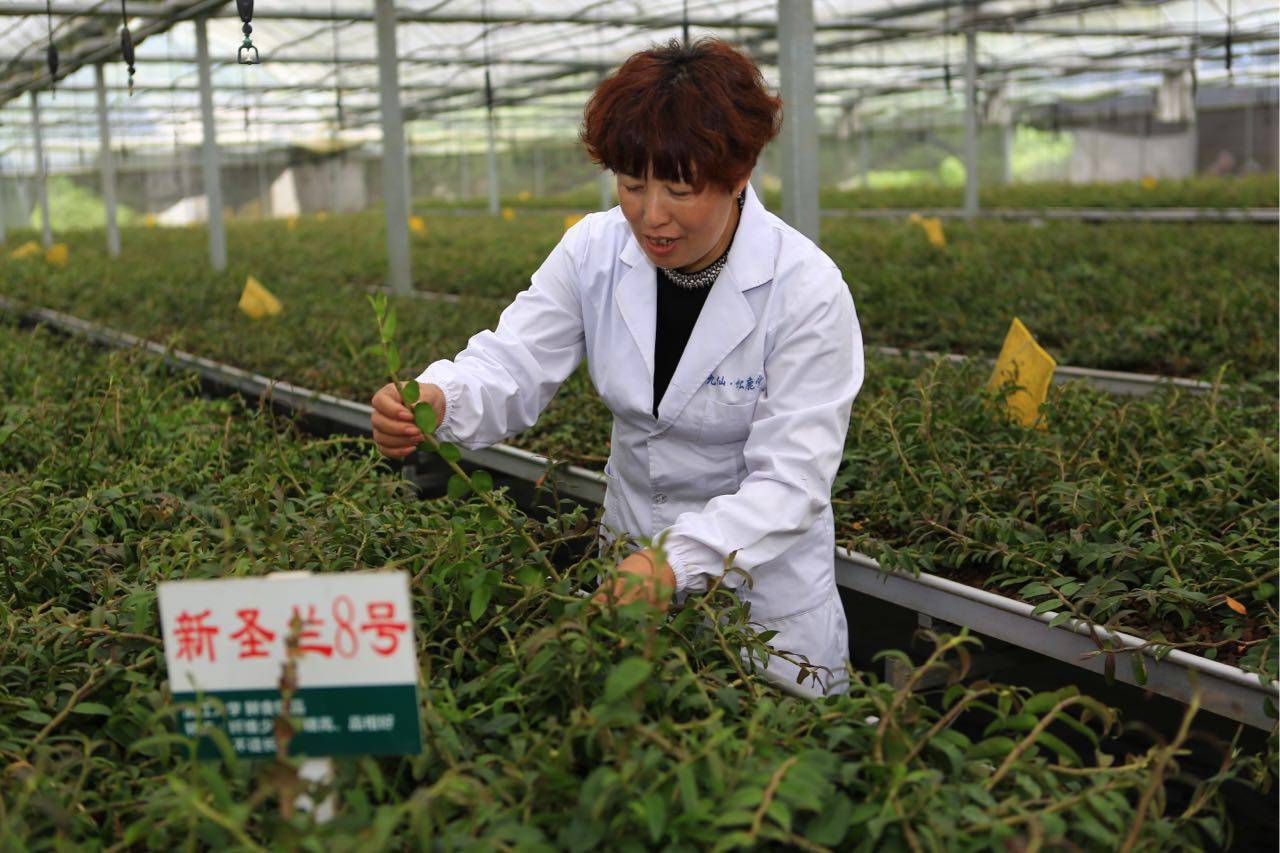 自家农业种植致富_农民致富种植项目_农业致富种植项目