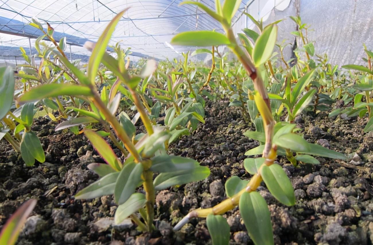 农民致富种植项目_自家农业种植致富_农业致富种植项目