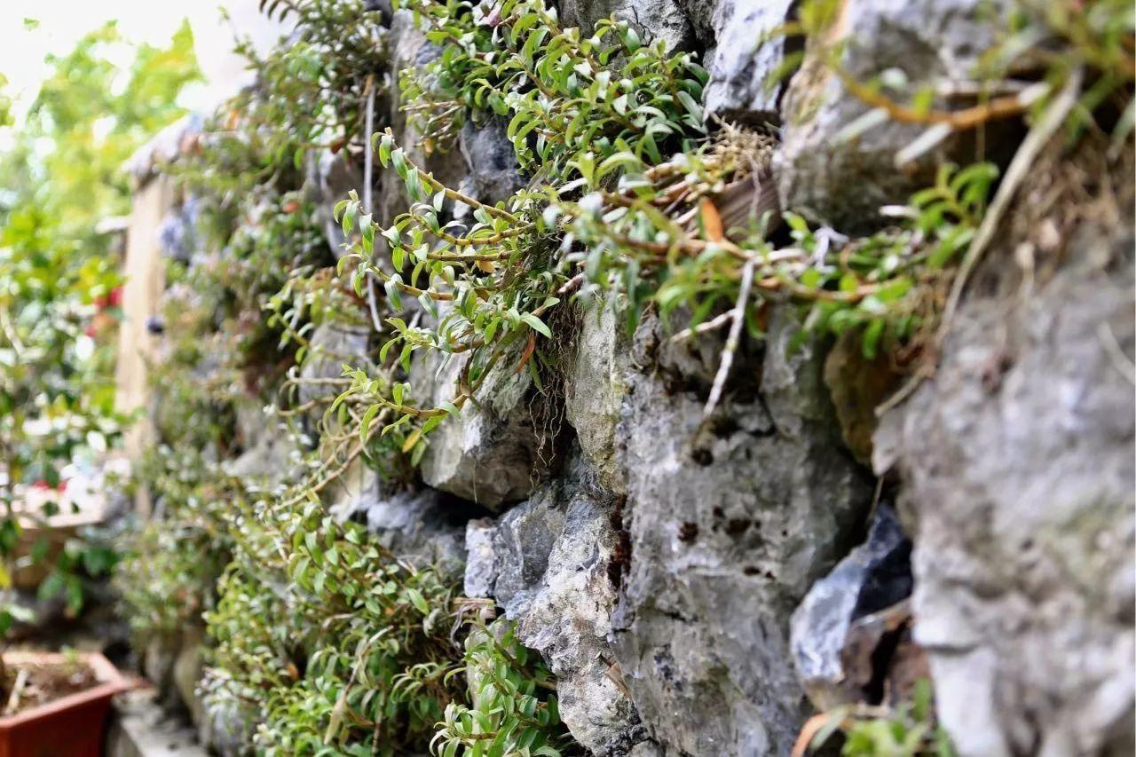 农业致富种植项目_农民致富种植项目_自家农业种植致富