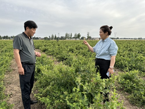 开封市祥符区罗王镇：金银花开“铺就”乡村振兴致富路