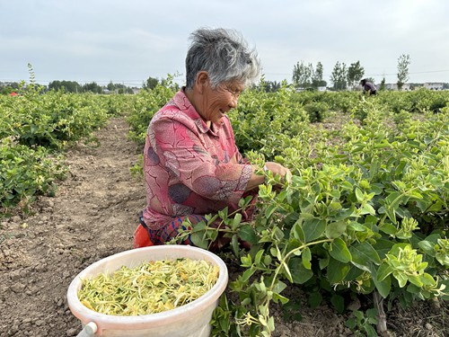 开封种植什么作物_开封适合种植什么药材_开封种植致富项目