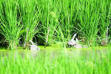 养龟致富视频_新闻致富养殖龟鳖视频_龟鳖养殖致富新闻