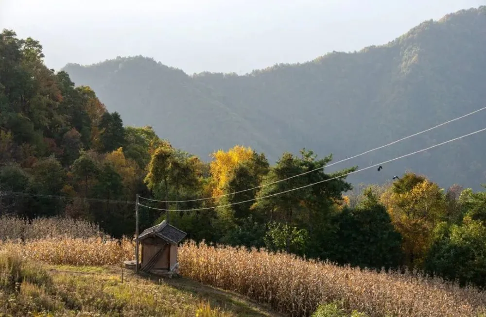 田间示范秀古法养蜂_致富经古法养蜂_古法养蜂方法