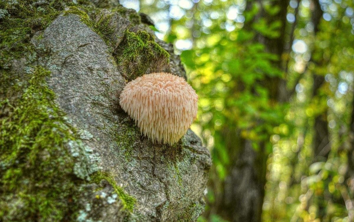 这种菌是八大山珍之一！养胃效果显著！价格稳定，林下也能种植！