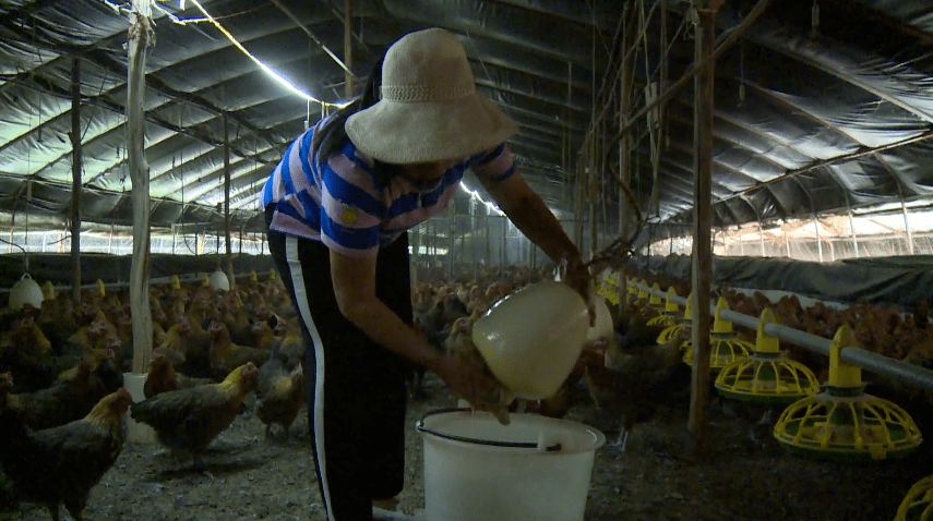 养鸡养殖致富_致富养殖养鸡赚钱吗_致富项目养鸡