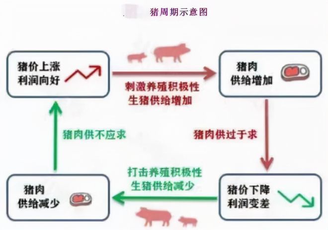 养猪致富之路_致富经养猪视频_致富经养猪奇人