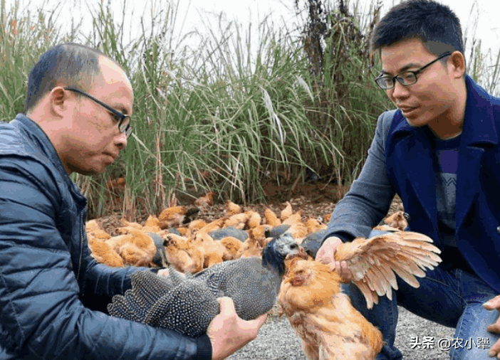 养殖致富网养鸡_致富养殖养鸡赚钱吗_养鸡养殖致富