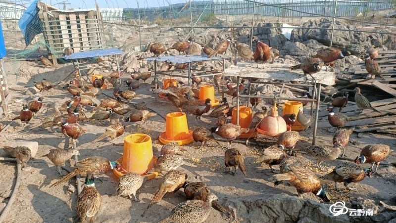 养殖野鸡致富视频_养殖野鸡致富视频_养殖野鸡致富视频