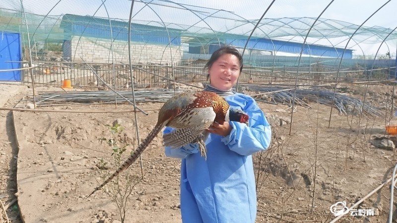 养殖野鸡致富视频_养殖野鸡致富视频_养殖野鸡致富视频