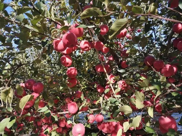 苹果种植致富_致富种植苹果图片_种植苹果赚钱吗