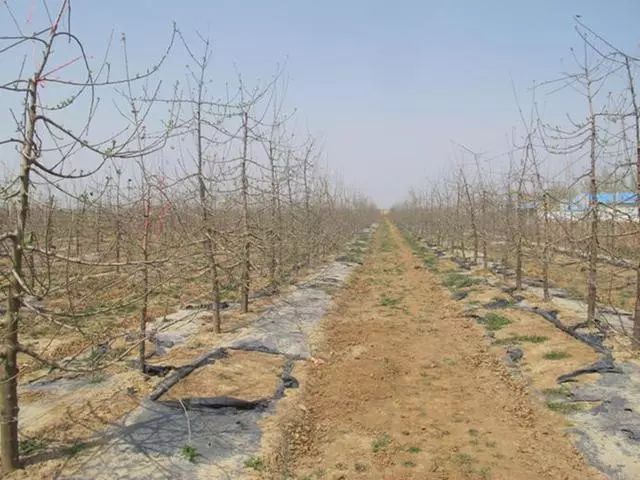 致富种植苹果图片_种植苹果赚钱吗_苹果种植致富