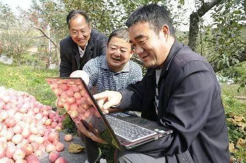 致富种植苹果视频_苹果种植致富_种植苹果赚钱吗