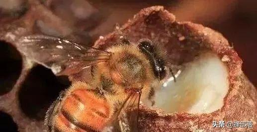 中蜂养殖技术大全_蜂的养殖教程视频_养蜂养殖技术视频播放
