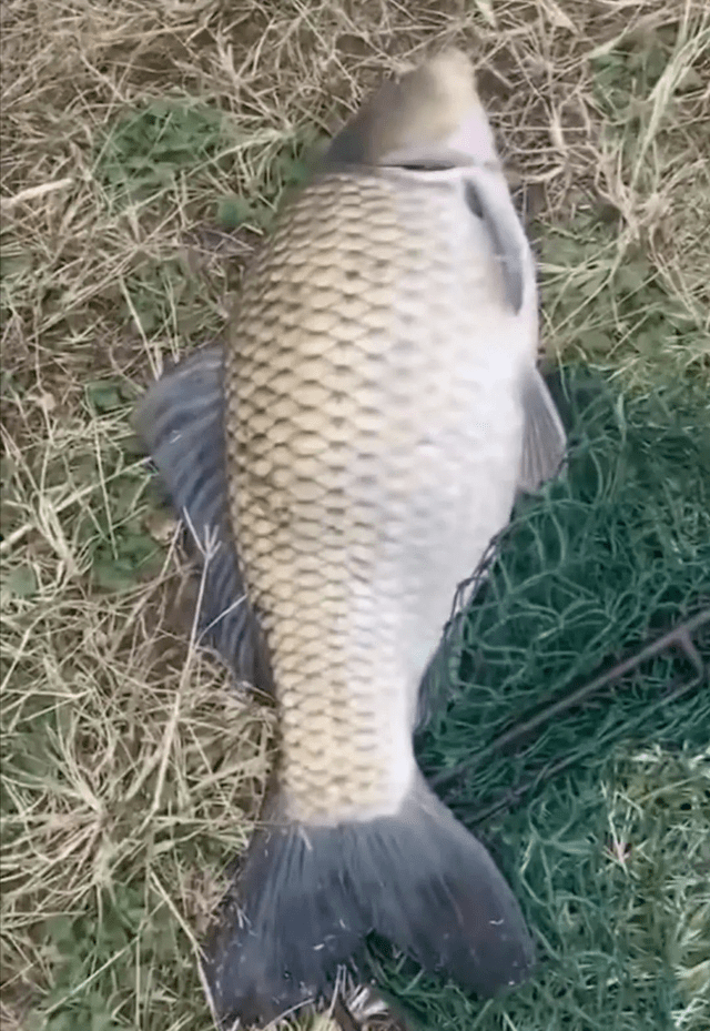 湖南湘云鲫养殖技术_湘云鲫鱼养殖技术_湘鲫鱼养殖技术