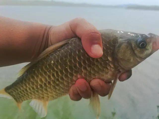 湖南湘云鲫养殖技术_湘云鲫鱼养殖技术_湘鲫鱼养殖技术