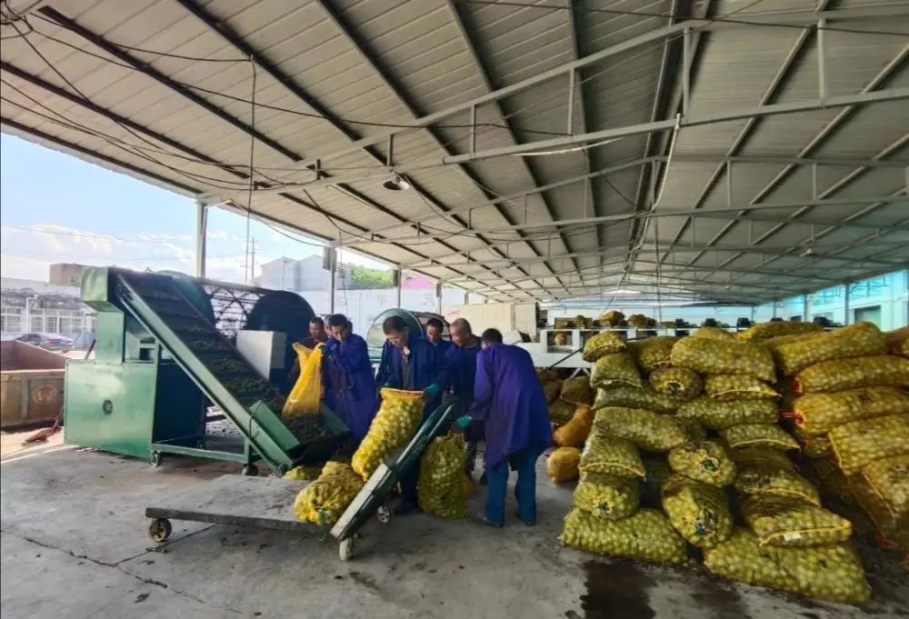 核桃种植视频每日农经_种植核桃致富视频_核桃种植收益怎么样