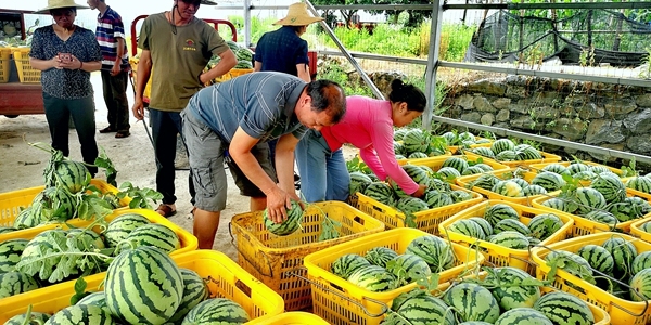 灌阳新圩镇美都“吊瓜”铺就乡村振兴“甜蜜路”