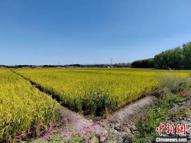 致富经黑天鹅养殖_黑天鹅养殖厂_致富天鹅养殖黑鱼