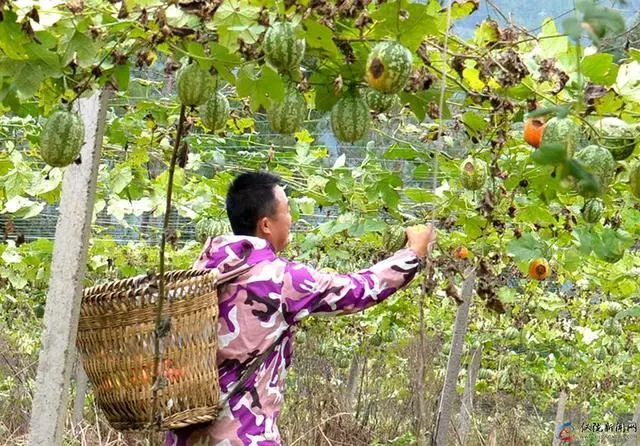 致富种植吊瓜图片_种植吊瓜致富_致富种植吊瓜视频