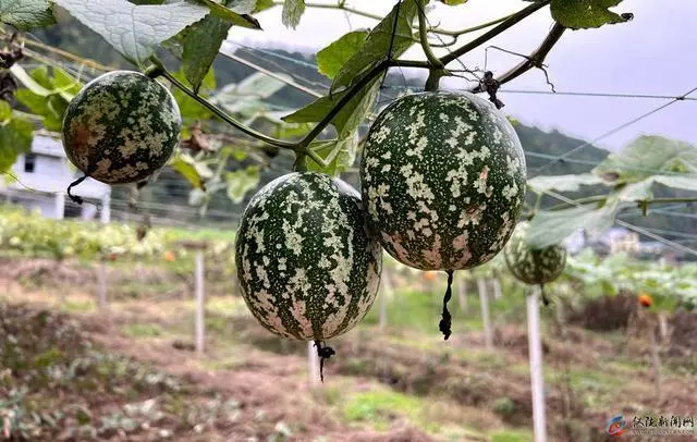 致富种植吊瓜视频_致富种植吊瓜图片_种植吊瓜致富