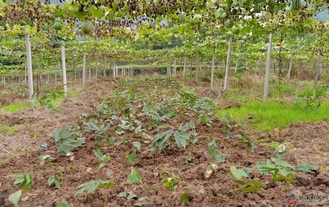 种植吊瓜致富_致富种植吊瓜图片_致富种植吊瓜视频