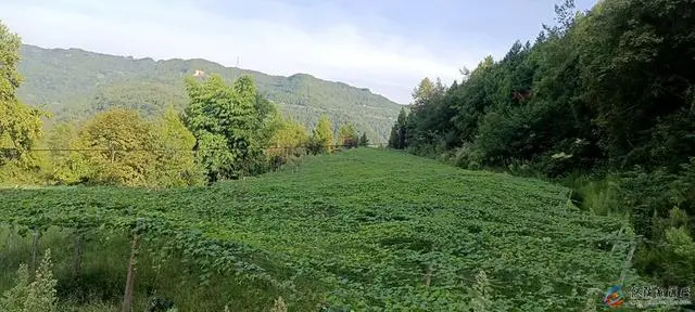 致富种植吊瓜图片_致富种植吊瓜视频_种植吊瓜致富