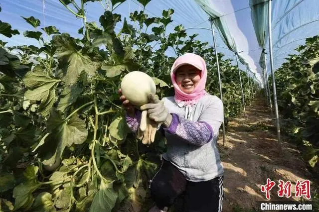 致富种植吊瓜图片_致富种植吊瓜视频_种植吊瓜致富