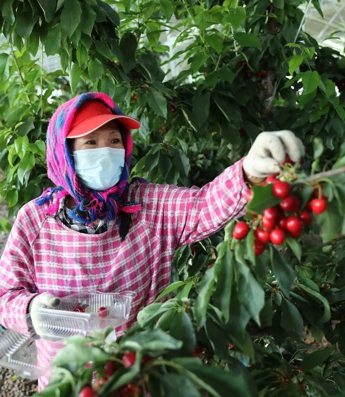 致富种植吊瓜图片_致富种植吊瓜视频_种植吊瓜致富